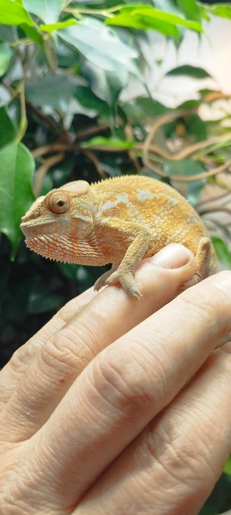 Furcifer pardalis, Hagedis, 0 tot 2 jaar