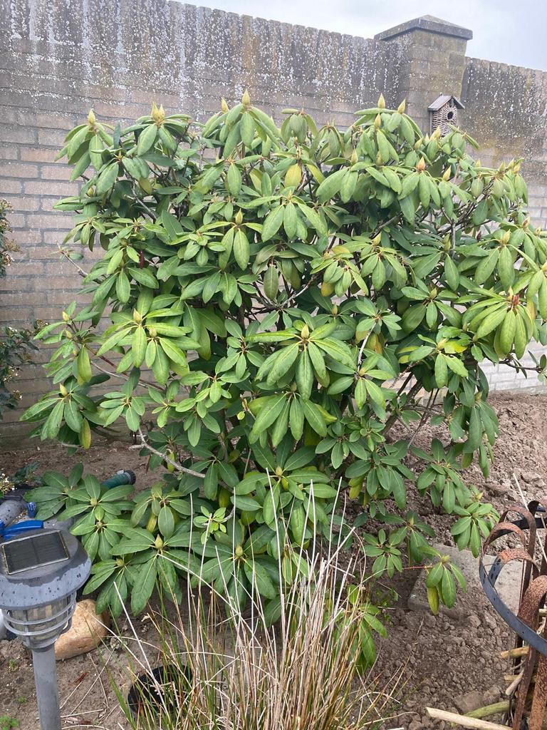 Rhododendron, Lente, 100 tot 250 cm, Palmboom, Ophalen