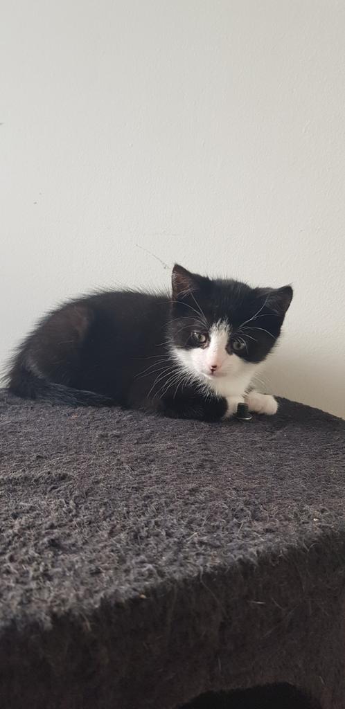 Lieve kittens zoeken een nieuw huisje