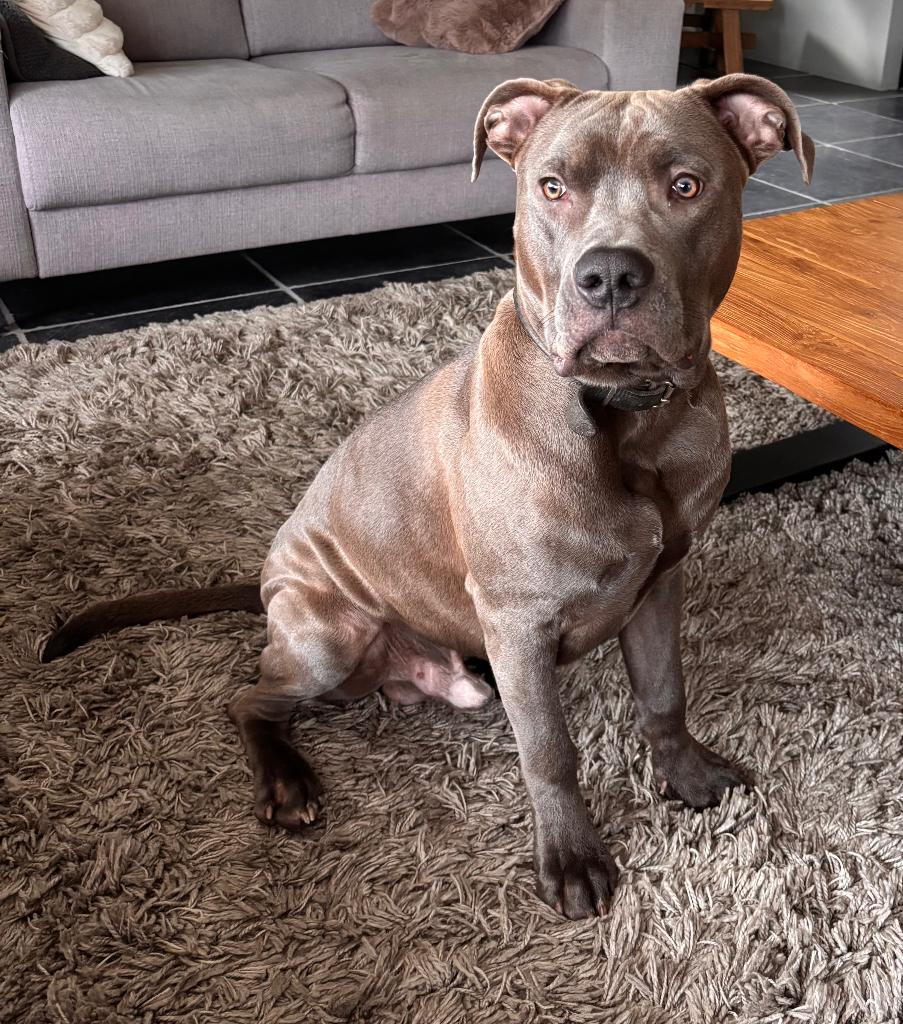 American Stafford X Bully xl, Dieren en Toebehoren, HCC (leverziekte), 15 weken tot 1 jaar, Eén hond, Nederland