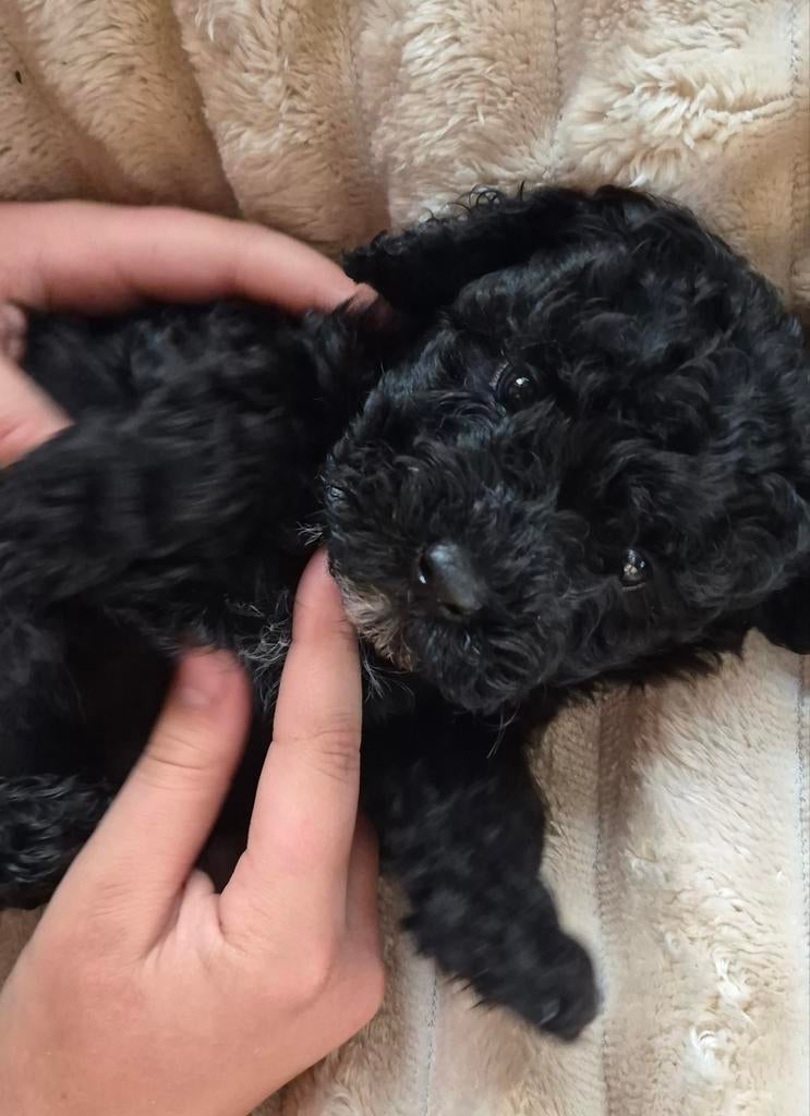 Laatste Labradoodle Mini Pup, zwart met witte borst, 8 tot 15 weken, Parvo, Eén hond, Nederland