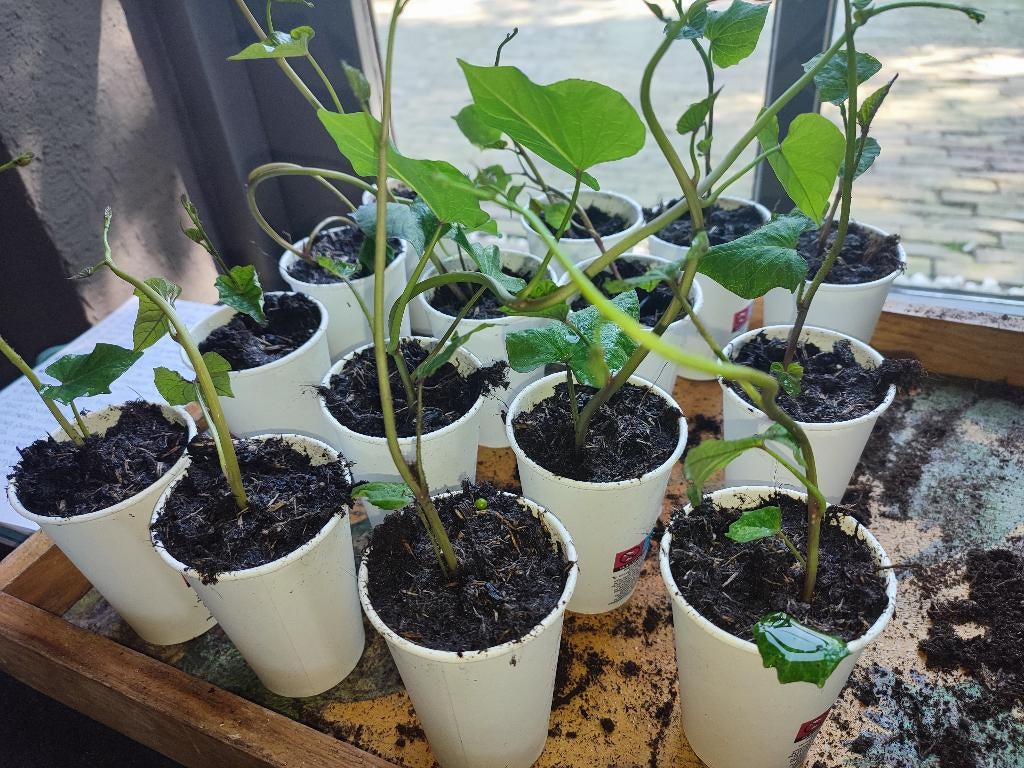 Zoete aardappel plantjes Tainung 65, Ophalen, Volle zon, Groenteplanten, Eenjarig
