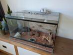 Reptielen / gekko terrarium, Ophalen