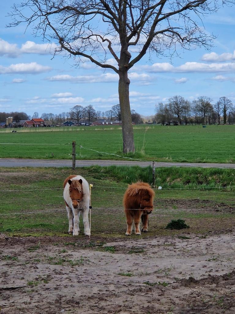 Te koop 2 lieve shetlanders. Ook appart!, Dieren en Toebehoren, Paarden, Merrie, Minder dan 160 cm, Recreatiepaard