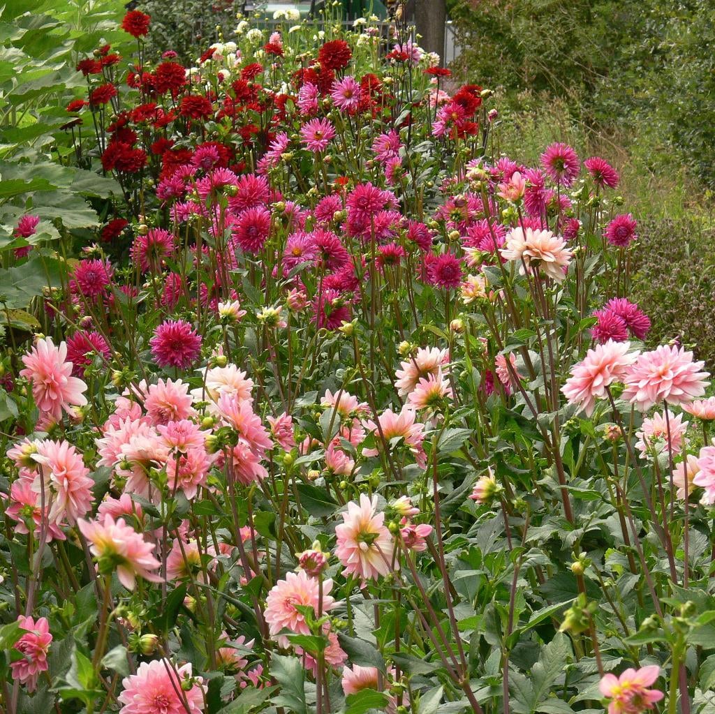 Dahlia knollen, Tuin en Terras, Bloembollen en Zaden, Ophalen of Verzenden, Voorjaar, Volle zon, Knol