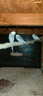 Grasparkieten en 1 kwartel, Meerdere dieren, Overige soorten