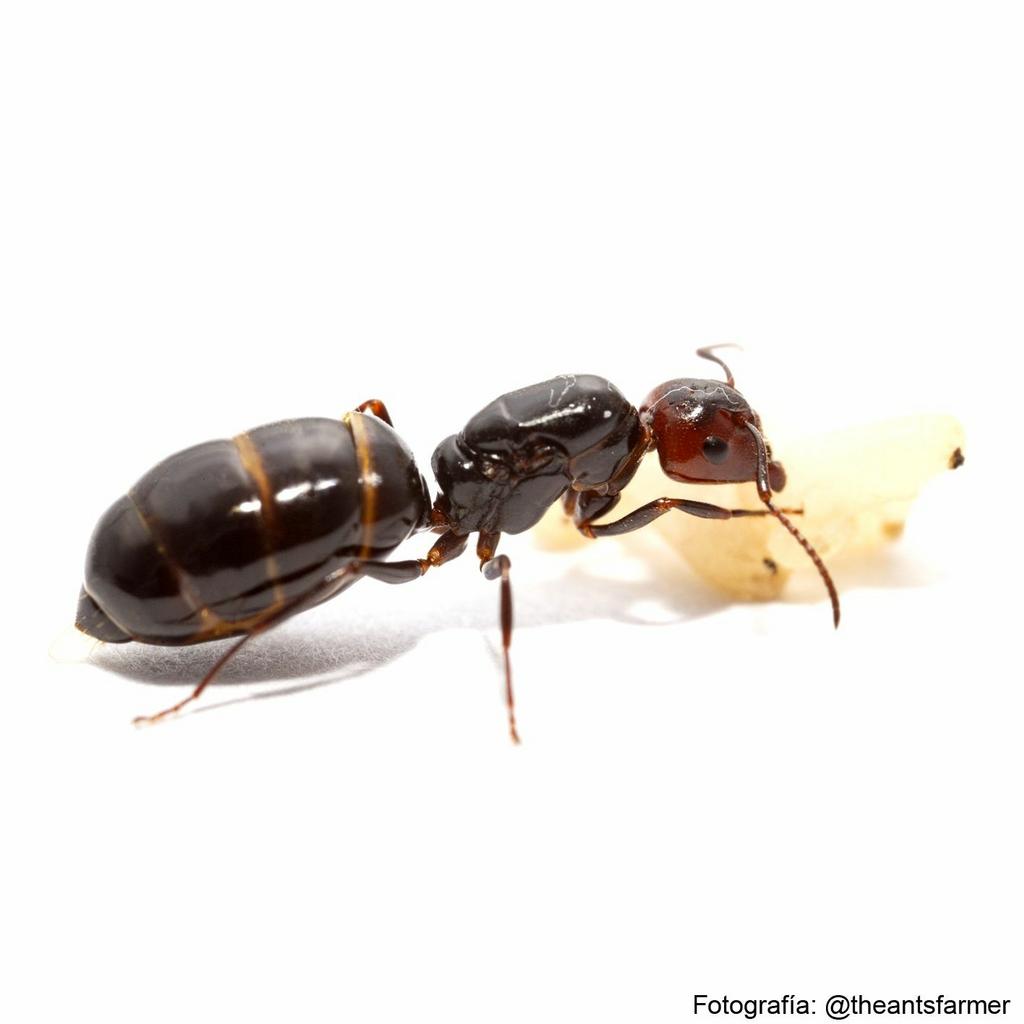 Camponotus lateralis koningin met broed, Mieren