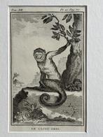 OUD 1770 Sajou Gris - aap., Antiek en Kunst, Ophalen of Verzenden