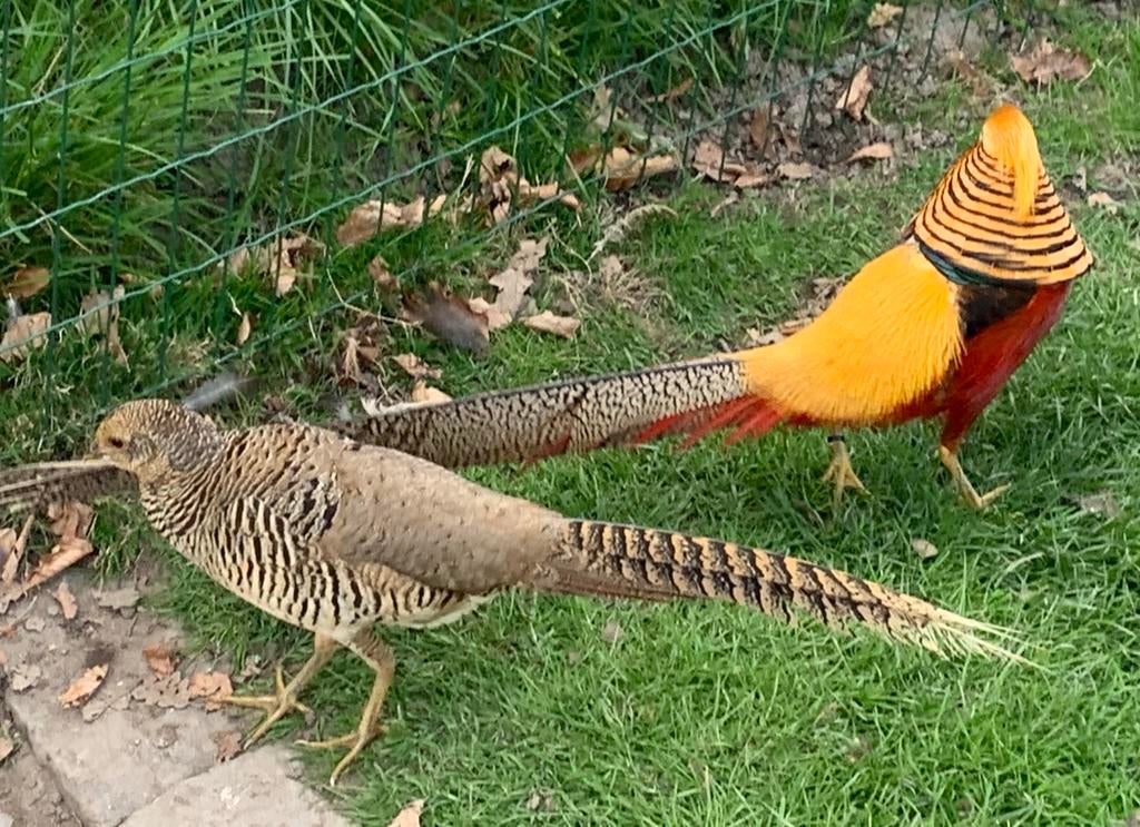 Broedeieren goudfazant, Geslacht onbekend, Kip