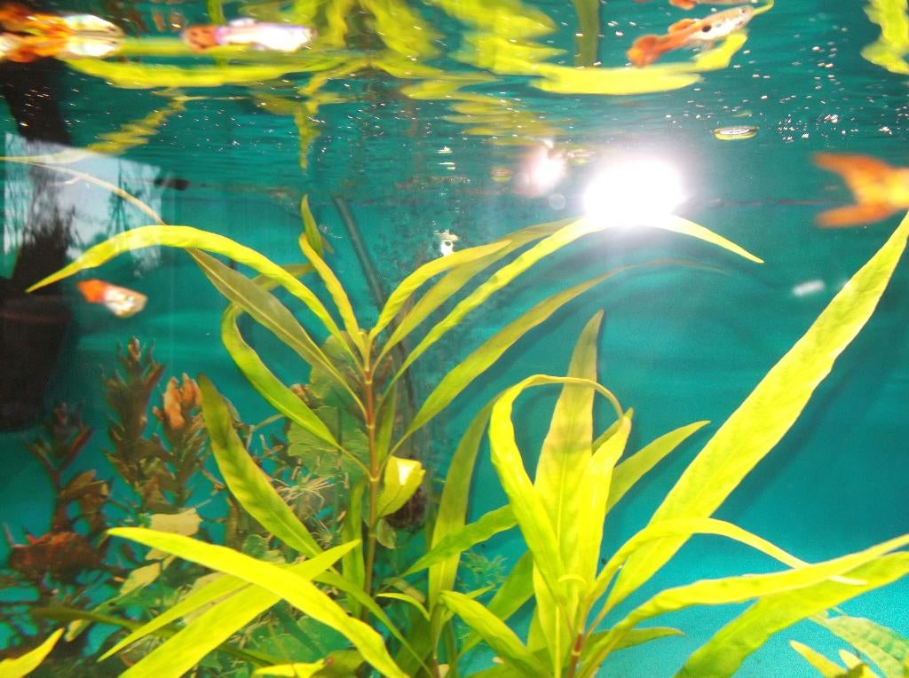 Hteranthera------Zosterrifolia plantjes voor aquarium, Dieren en Toebehoren, Vissen | Aquaria en Toebehoren, Ophalen, Plant(en), Steen of Hout