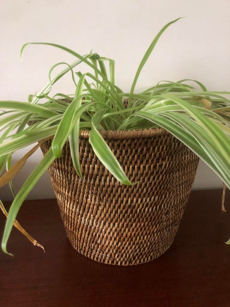 Birmariet bloempot met schotel - 21 cm hoog, 25 cm doorsnee, 25 tot 40 cm, Overige materialen, Gebruikt, Rond