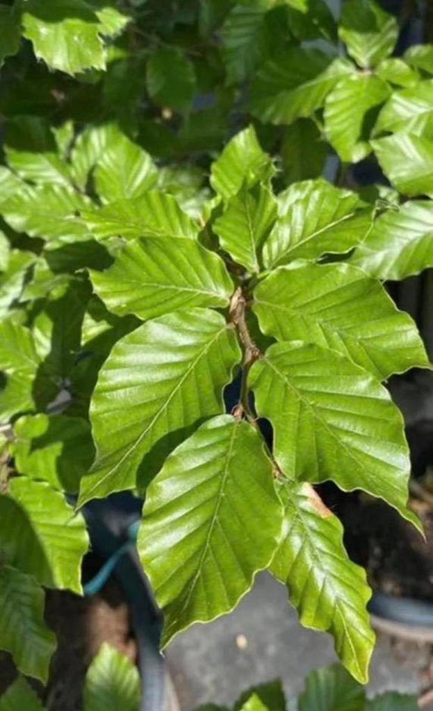 Haagplanten / beukenhaag / haagbeuk, Ophalen of Verzenden, Beukenhaag, 100 tot 250 cm