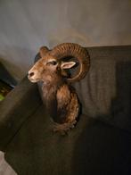 Opgezette moeflon taxidermie opgezette dieren hoorns, Ophalen of Verzenden, Zo goed als nieuw, Vogel, Opgezet dier