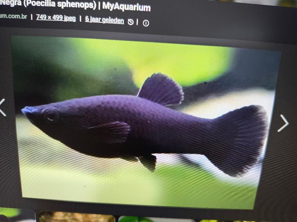Guppen vrouwen, black molly,s,limia,s, platy,s, Dieren en Toebehoren, Vis, Zoetwatervis