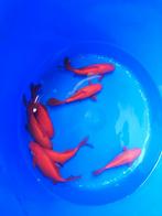 Goudvis 15 tot 18 cm desgewenst bezorgd aan huis, Goudvis(sen)