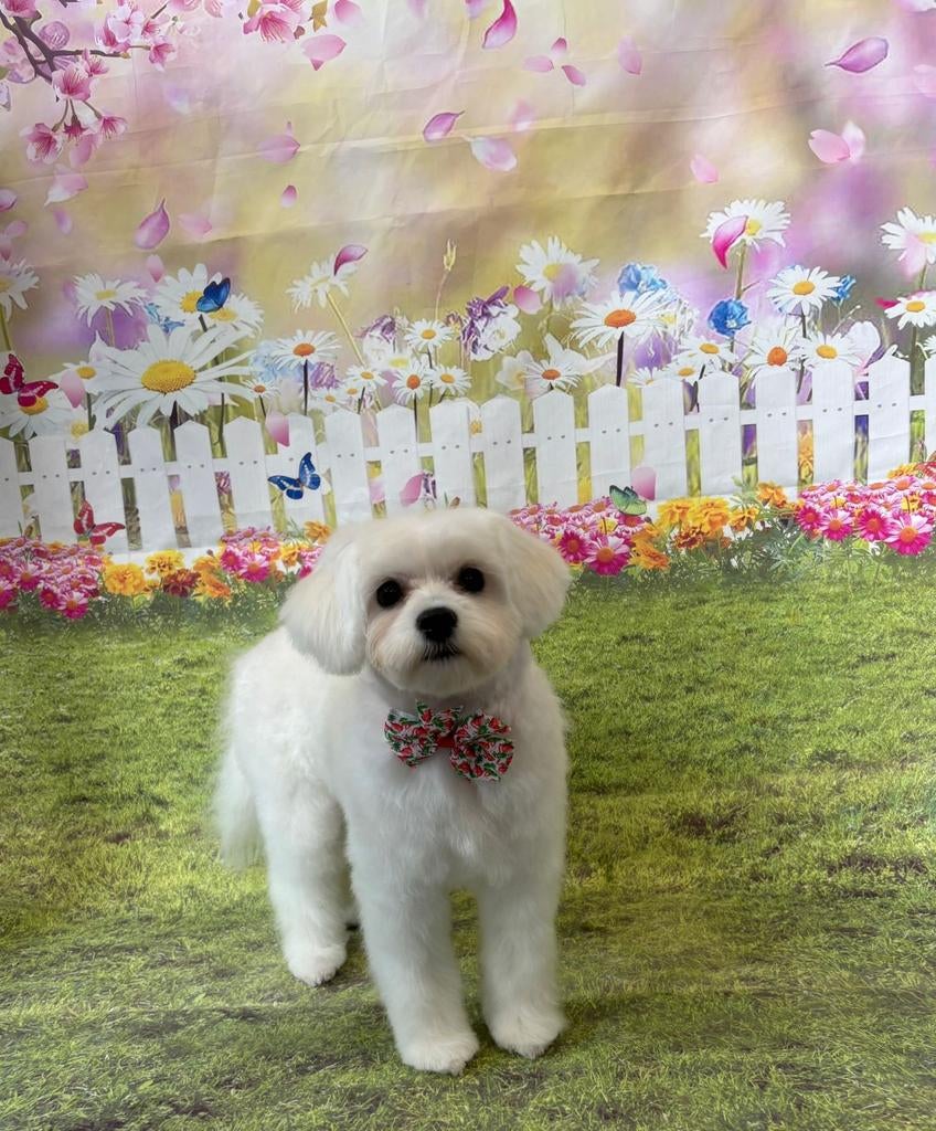 Maltees leeuwtje, Maltezer, 15 weken tot 1 jaar, Reu, CDV (hondenziekte)