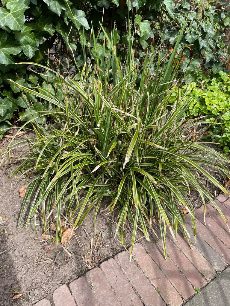 Gratis Japans gras, Ophalen, Vaste plant, Siergrassen, Bloeit niet