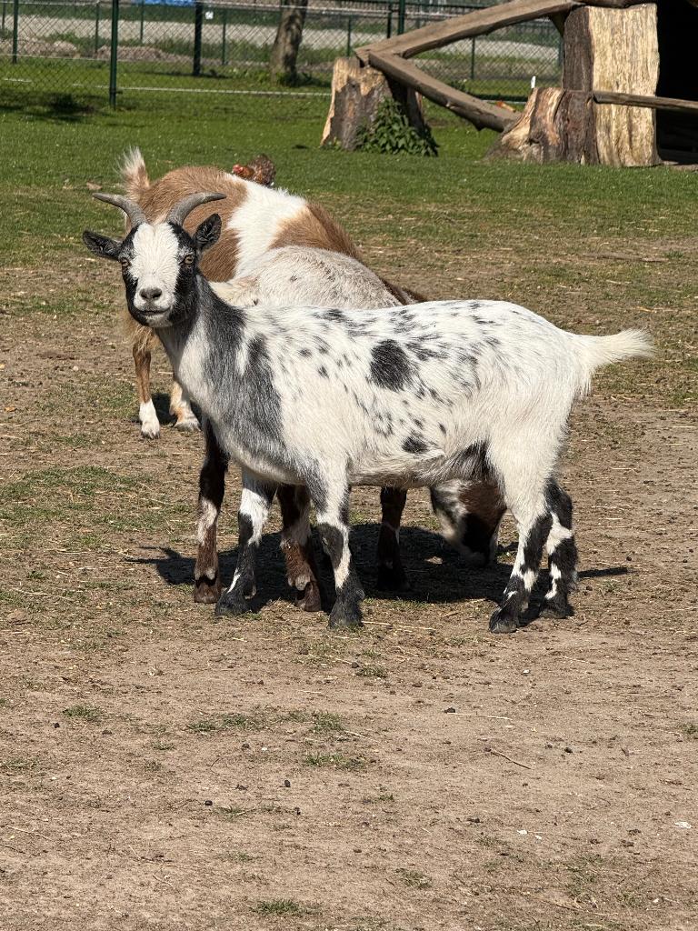 2 dwerggeitjes te koop, Meerdere dieren, Geit