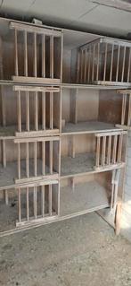 Duivenhok interieur, Vrouwelijk, Overige soorten