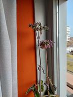 Gratis Mother of Thousand plant + pot, Huis en Inrichting, Kamerplanten, Ophalen, Halfschaduw, 100 tot 150 cm