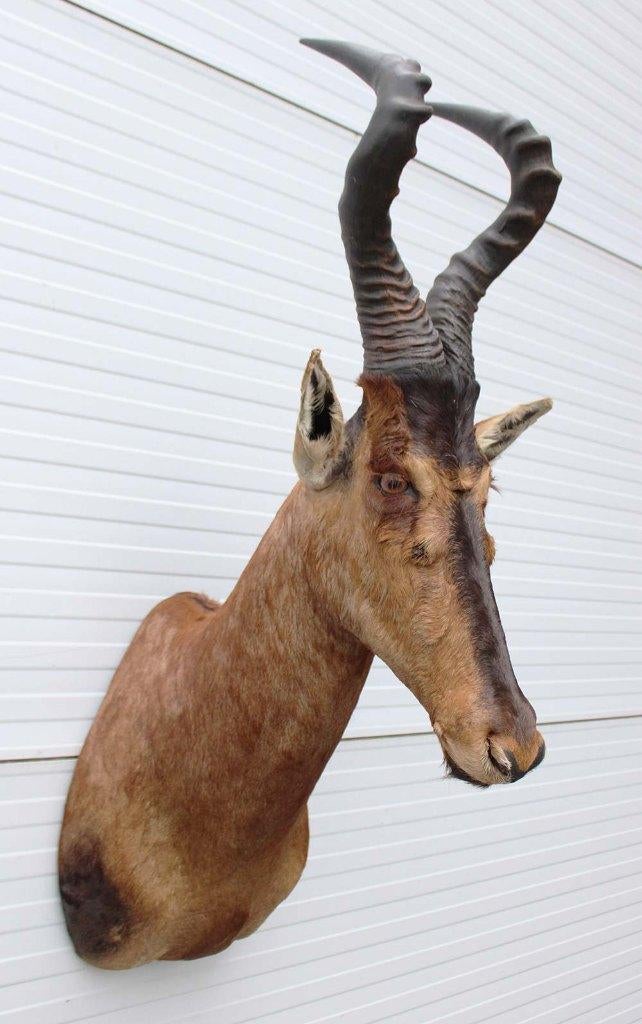 Opgezette kop RED HARTEBEEST antilope (gewei), Verzamelen, Ophalen, Zo goed als nieuw, Wild dier, Opgezet dier