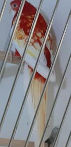 rosella rubino, Mannelijk, Parkiet, Pratend