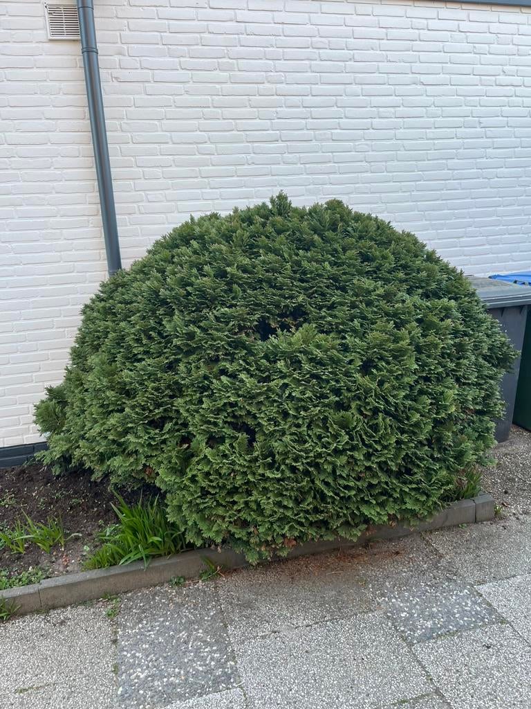 GRATIS conifeer in bolvorm, Tuin en Terras, Planten | Bomen, Ophalen, Halfschaduw, Overige soorten, Lente