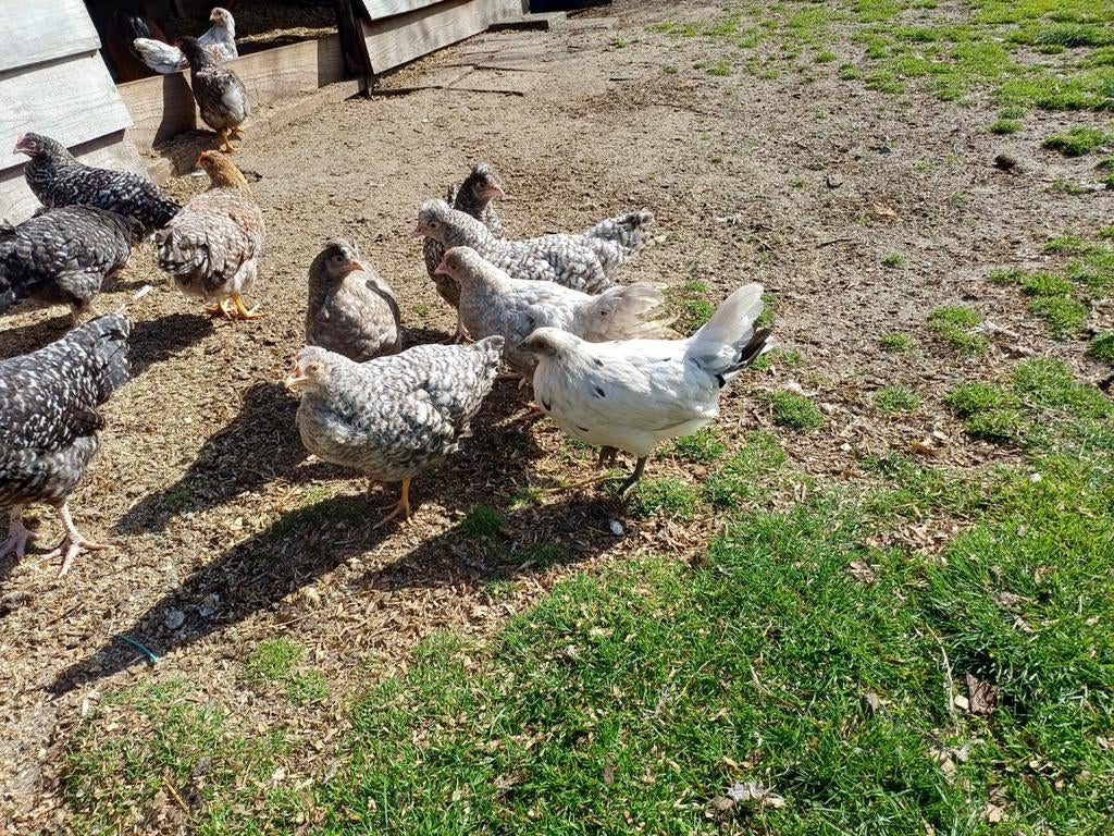 Prachtige sierkippen, Dieren en Toebehoren, Mannelijk, Kip