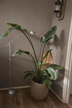 Mooie Strelitzia (Paradijsvogelbloem) zonder pot, Tuin en Terras, Planten | Tuinplanten, Volle zon, Vaste plant, Zomer, Ophalen