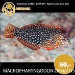 Macropharyngodon Ornatus, Vis, Zoutwatervis