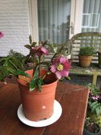 Rode helleboris bieden vanaf €4,00, Ophalen of Verzenden