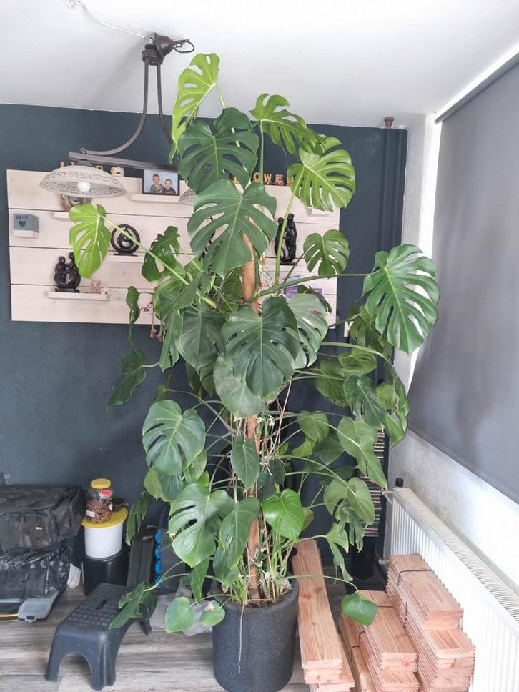 Grote monstera, Huis en Inrichting, Kamerplanten, 200 cm of meer, Halfschaduw, Ophalen