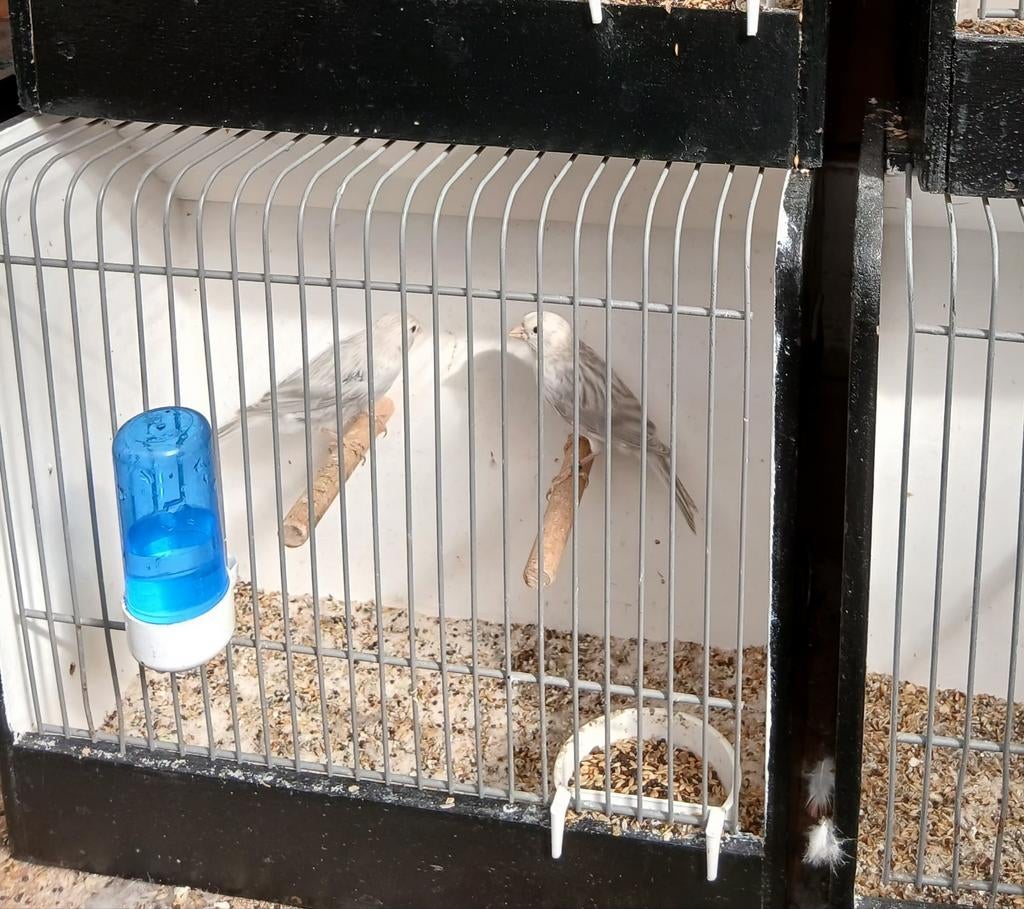 Jonge kanaries, Dieren en Toebehoren, Vogels | Kanaries, Meerdere dieren, Kleurkanarie