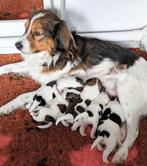 3 kooiker reutjes, Reu, 8 tot 15 weken, Meerdere, Nederland