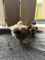 Trio USA zijdehoentjes, Dieren en Toebehoren, Pluimvee, Meerdere dieren, Kip