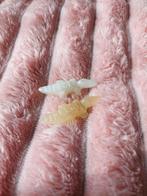 2 krokodillen beeldjes, Ophalen of Verzenden, Zo goed als nieuw, Dier