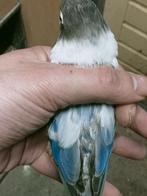 Prachtige brr agapornis personata slaty pop, Vrouwelijk, Dwergpapegaai of Agapornis, Geringd