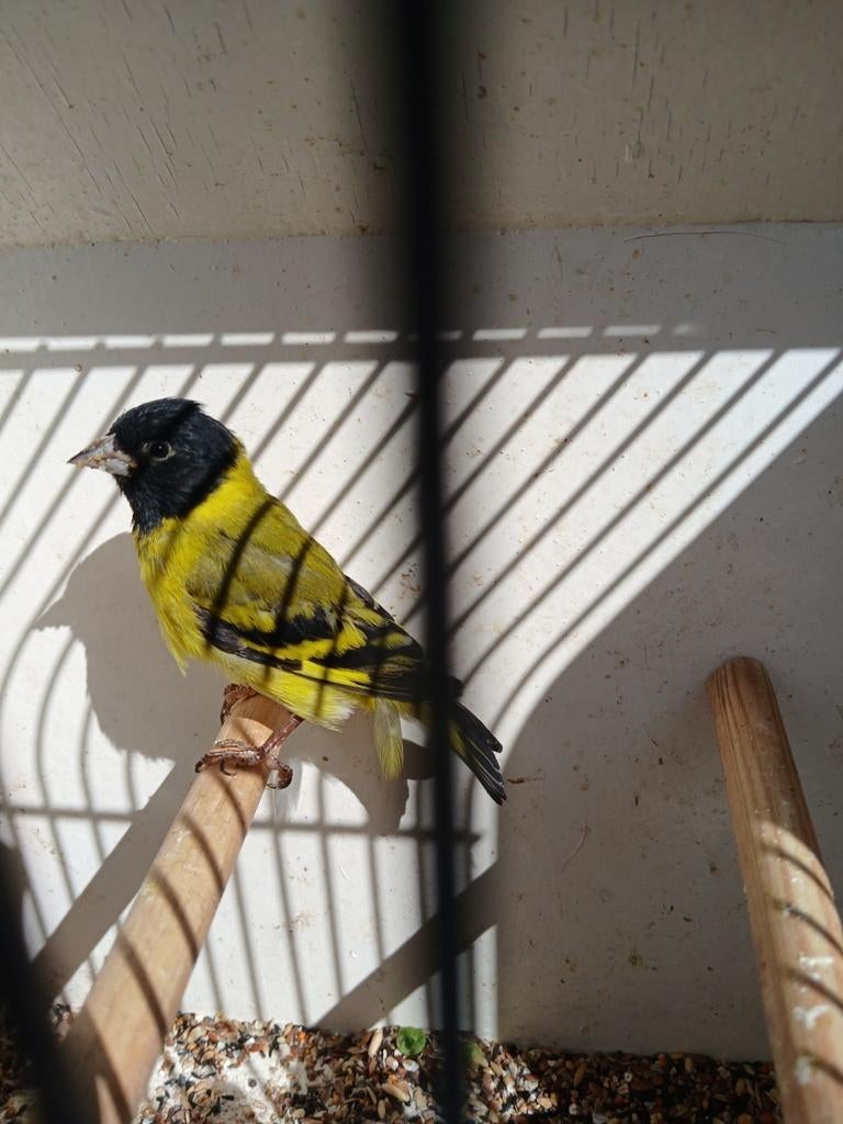 Zwartkop sijs man  van 2025, Dieren en Toebehoren, Vogels | Overige Vogels, Mannelijk, Geringd