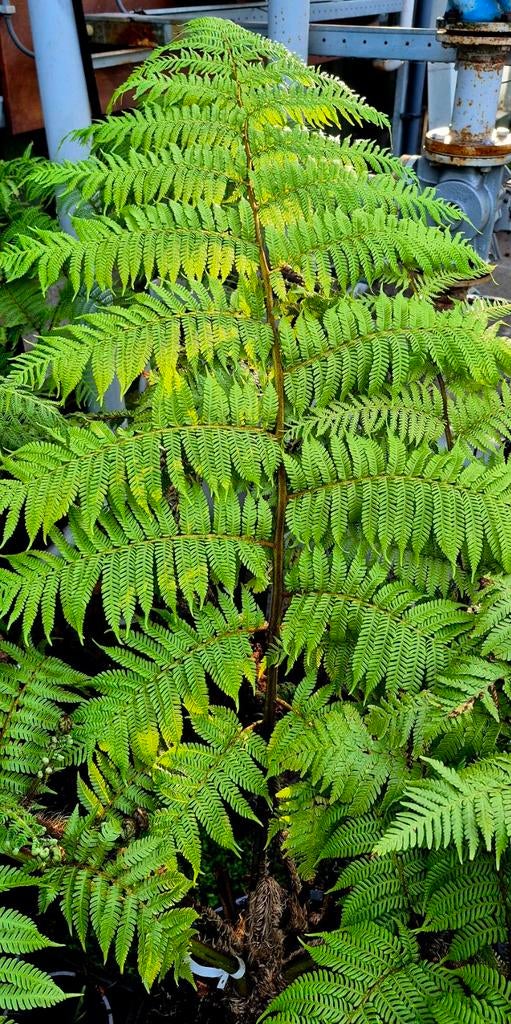 Cyathea cooperi Boomvaren - 35 liter kuip, Vaste plant, Varens, Ophalen of Verzenden, Bloeit niet