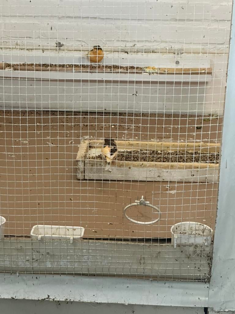 Mooie kanaries, Dieren en Toebehoren, Vogels | Kanaries, Meerdere dieren, Kleurkanarie