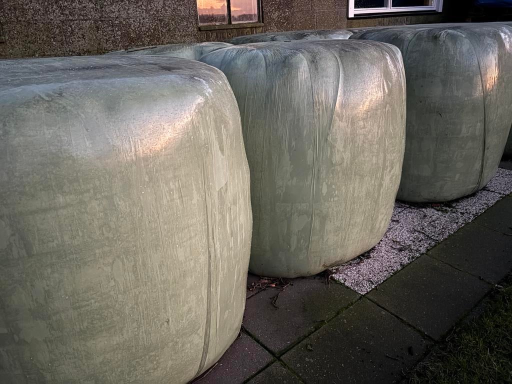 Kuilgras, grote ronde balen, 4 stuks, biologisch, Ophalen, Vee