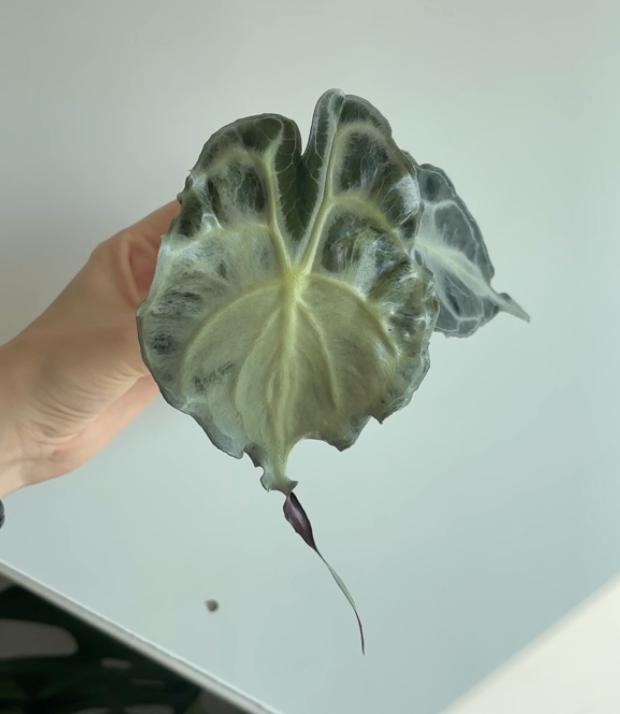 Alocasia Venom #2, Ophalen of Verzenden, Halfschaduw, Minder dan 100 cm