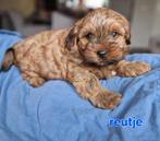 Puppy's, Overige rassen, 8 tot 15 weken, Parvo, Meerdere