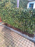 Klimop heg, Ophalen, Bloeit niet, Halfschaduw, Overige soorten