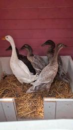 Eendeneieren, Dieren en Toebehoren, Geslacht onbekend, Eend