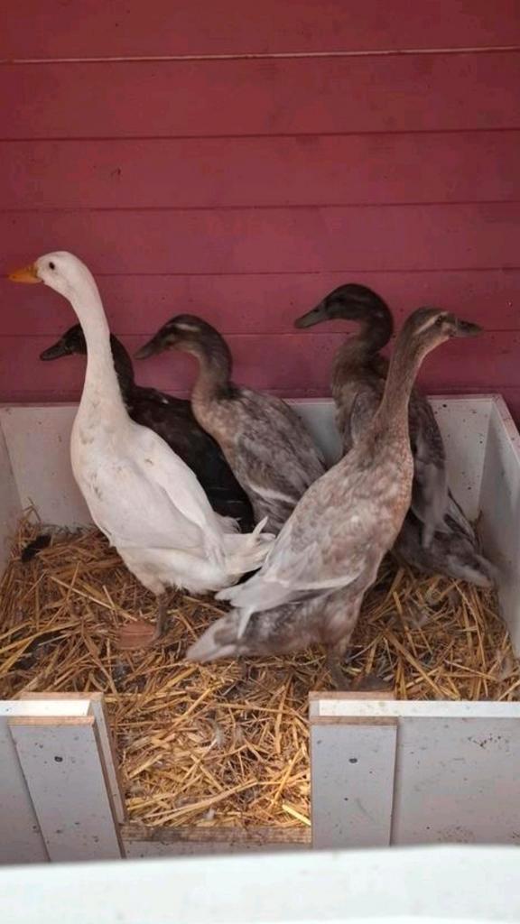 Eendeneieren, Dieren en Toebehoren, Pluimvee, Eend, Geslacht onbekend