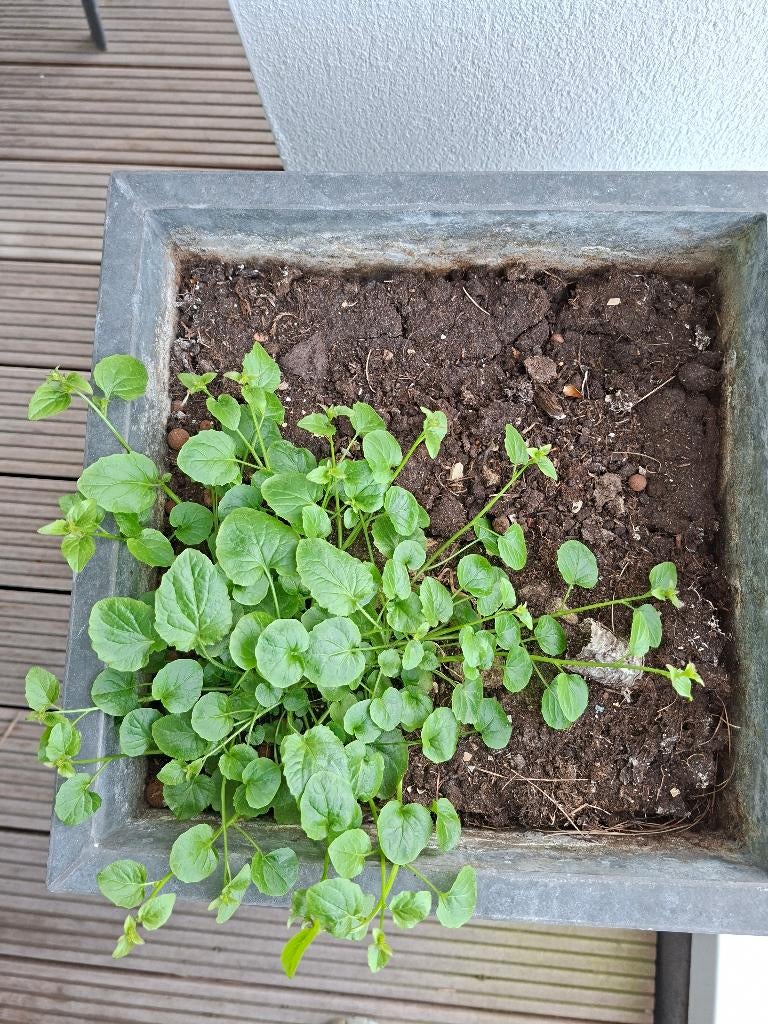 Plantenbak verhoogd 160x40x77 cm gegalvaniseerd staal antraciet