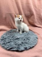 maine coon kittens met stamboom, Meerdere dieren, Met stamboom, 0 tot 2 jaar