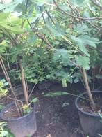 Vijgen, Overige soorten, Lente, 100 tot 250 cm, Ophalen