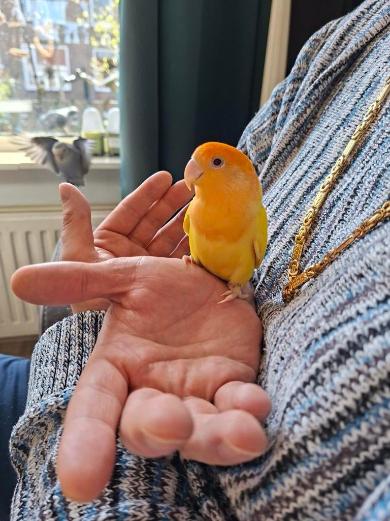 Agapornis, Dieren en Toebehoren, Vogels | Parkieten en Papegaaien, Geslacht onbekend, Dwergpapegaai of Agapornis